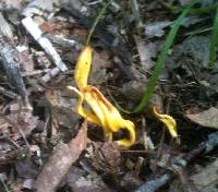 Clavulinopsis laeticolor image