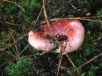 Russula cessans image