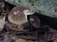 Leccinum snellii image