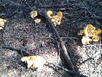 Cantharellus formosus image