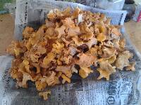 Cantharellus formosus image