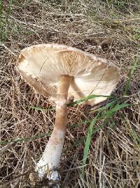 Chlorophyllum rachodes image