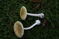 Amanita russuloides image