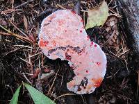 Hydnellum peckii image