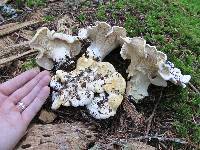 Cantharellus subalbidus image