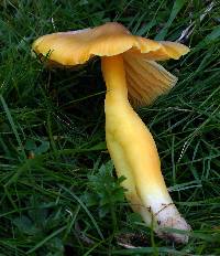 Hygrocybe persistens image