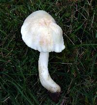 Hygrocybe pratensis var. pallida image