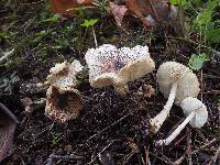 Leucoagaricus americanus image