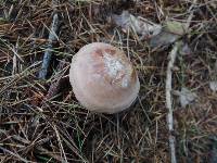 Clitocybe martiorum image