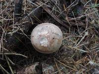 Clitocybe martiorum image