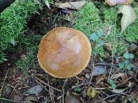 Suillus acidus image