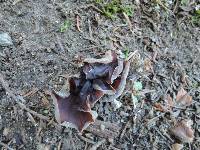 Auricularia americana image