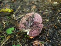 Russula fragilis image