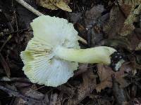 Tricholoma subsejunctum image