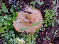 Lactarius rubrilacteus image