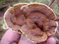 Coltricia perennis image