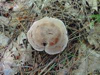 Clitocybe martiorum image