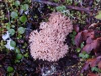 Ramaria rubrievanescens image