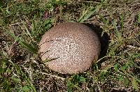 Calvatia cyathiformis image