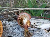 Gymnopilus aeruginosus image