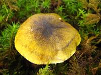 Tricholoma sejunctum image