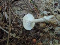 Leucocybe candicans image