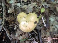 Suillus punctipes image