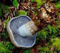 Cortinarius cyanites image