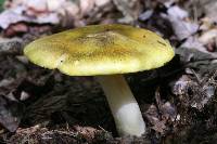 Tricholoma sejunctum image