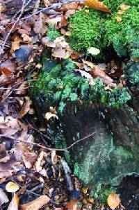 Mycena maculata image