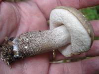 Leccinum snellii image