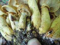 Phaeolepiota aurea image