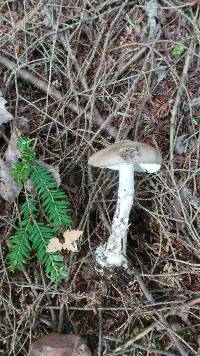 Amanita citrina f. lavendula image