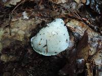 Tricholoma subresplendens image