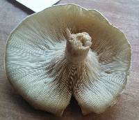 Clitocybe candida image