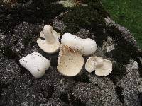 Ossicaulis lignatilis image