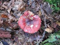 Russula vinacea image