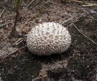 Lycoperdon curtisii image