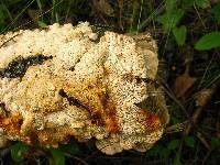 Trametes trogii image