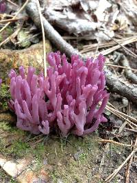 Clavaria zollingeri image