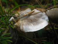 Tricholoma virgatum image