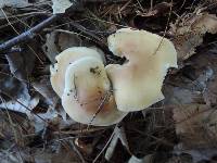 Tricholoma saponaceum image