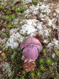 Tylopilus plumbeoviolaceus image