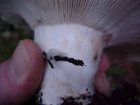 Russula cascadensis image