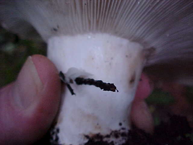 Russula cascadensis image