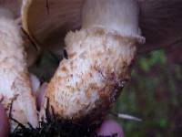 Tricholoma focale image