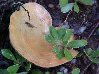 Lactarius rubrilacteus image