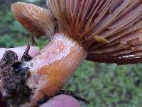 Lactarius rubrilacteus image