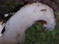 Lactarius resimus image