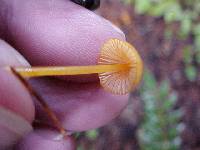 Mycena aurantiomarginata image